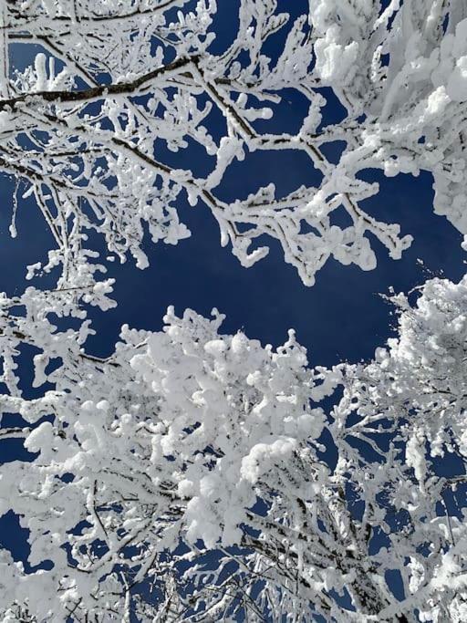 Stube9 Am Feldberg, Direkt An Der Skipiste, Ski In-Ski Out フェルトベルク エクステリア 写真